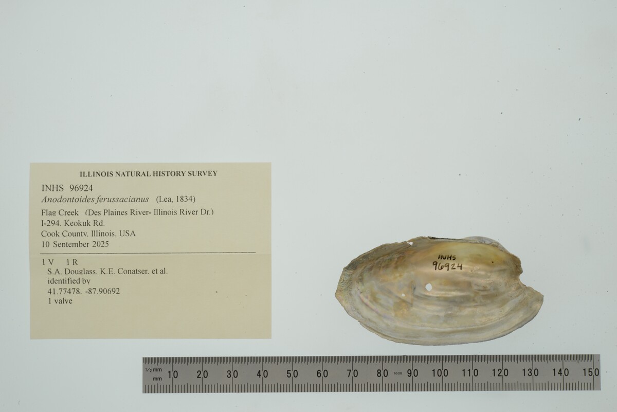 Anodontoides ferussacianus image