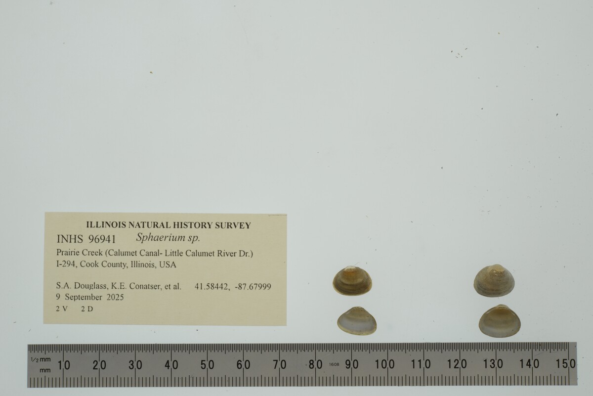 Sphaerium image