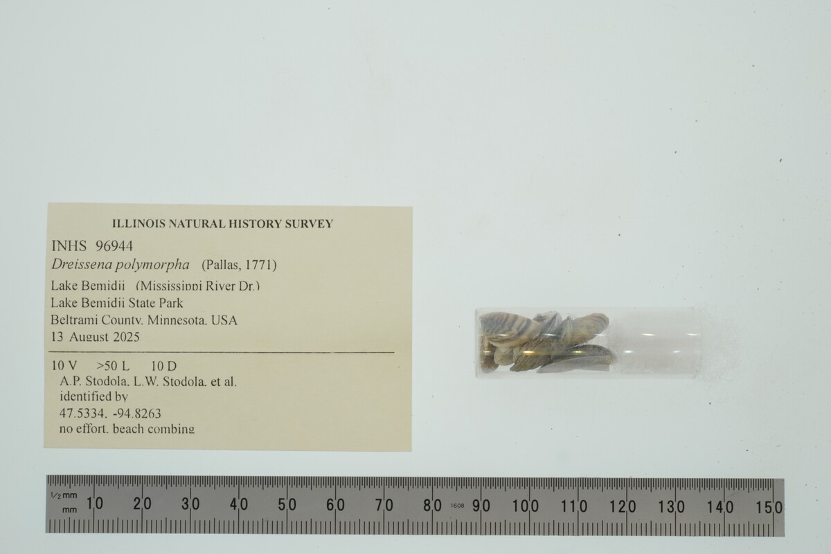 Dreissena polymorpha image