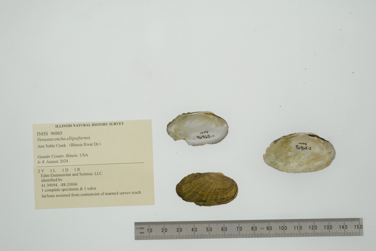 Venustaconcha ellipsiformis image