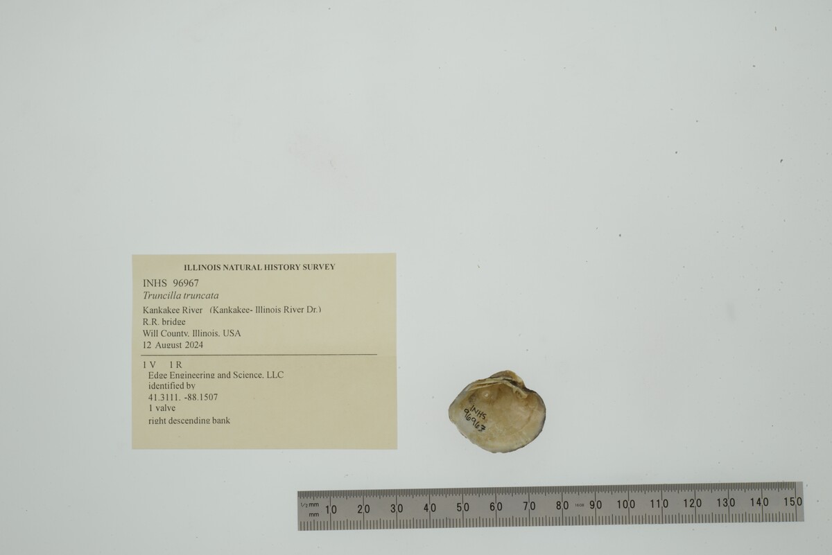 Truncilla truncata image