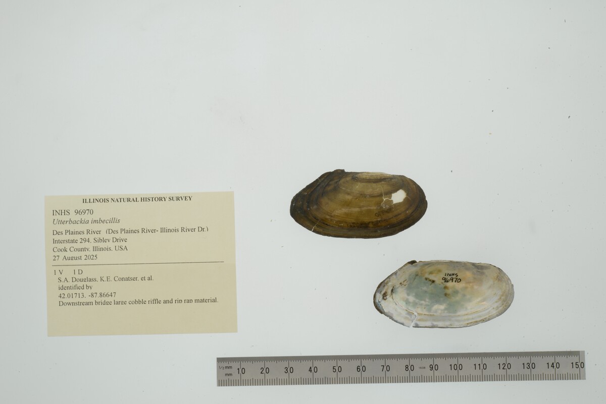 Utterbackia imbecillis image