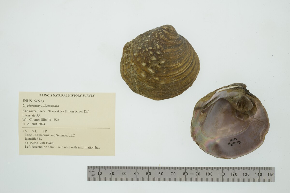 Cyclonaias tuberculata image
