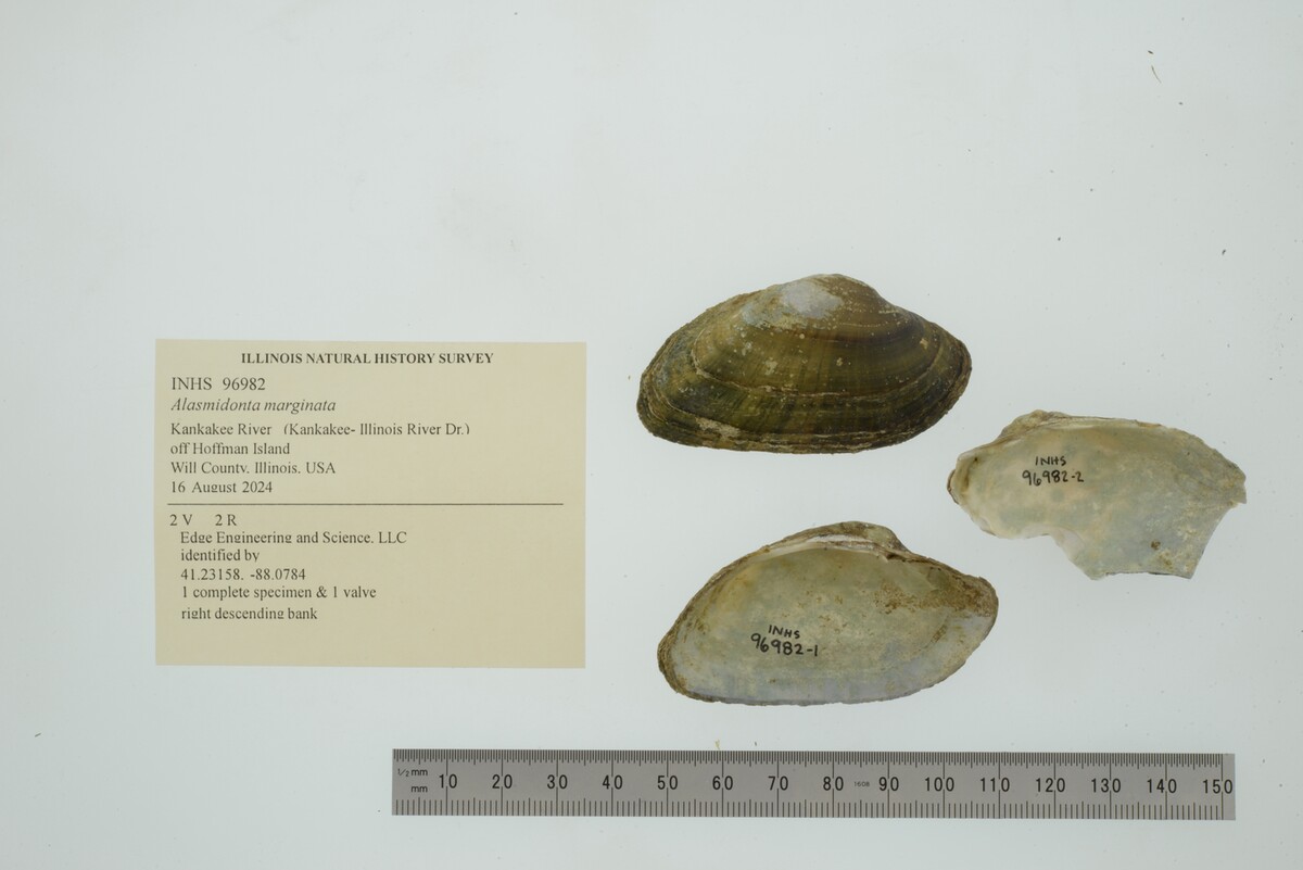 Alasmidonta image