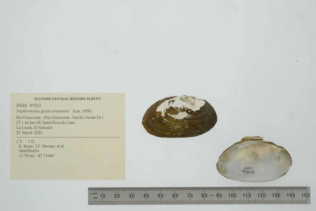 Nephronaias goascoranensis image