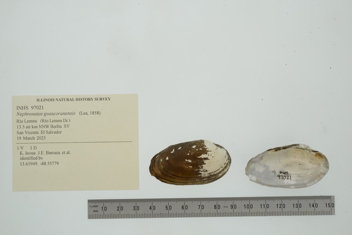 Nephronaias goascoranensis image