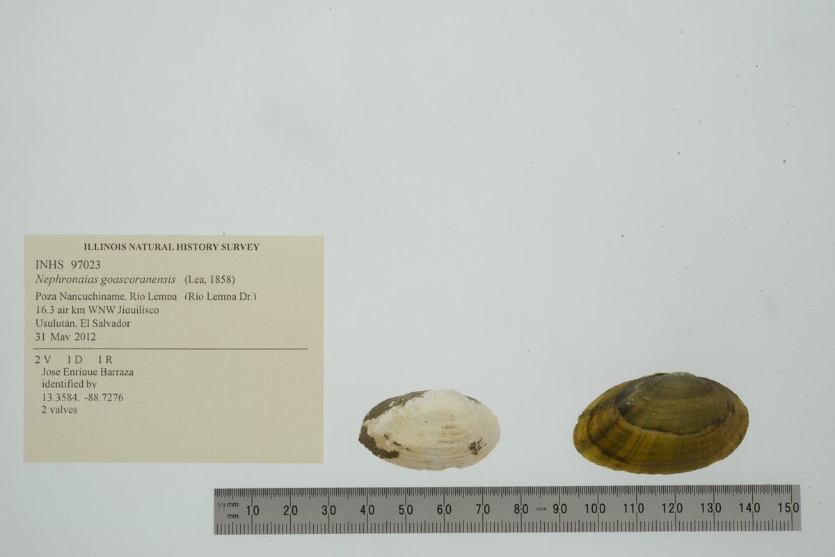 Nephronaias goascoranensis image