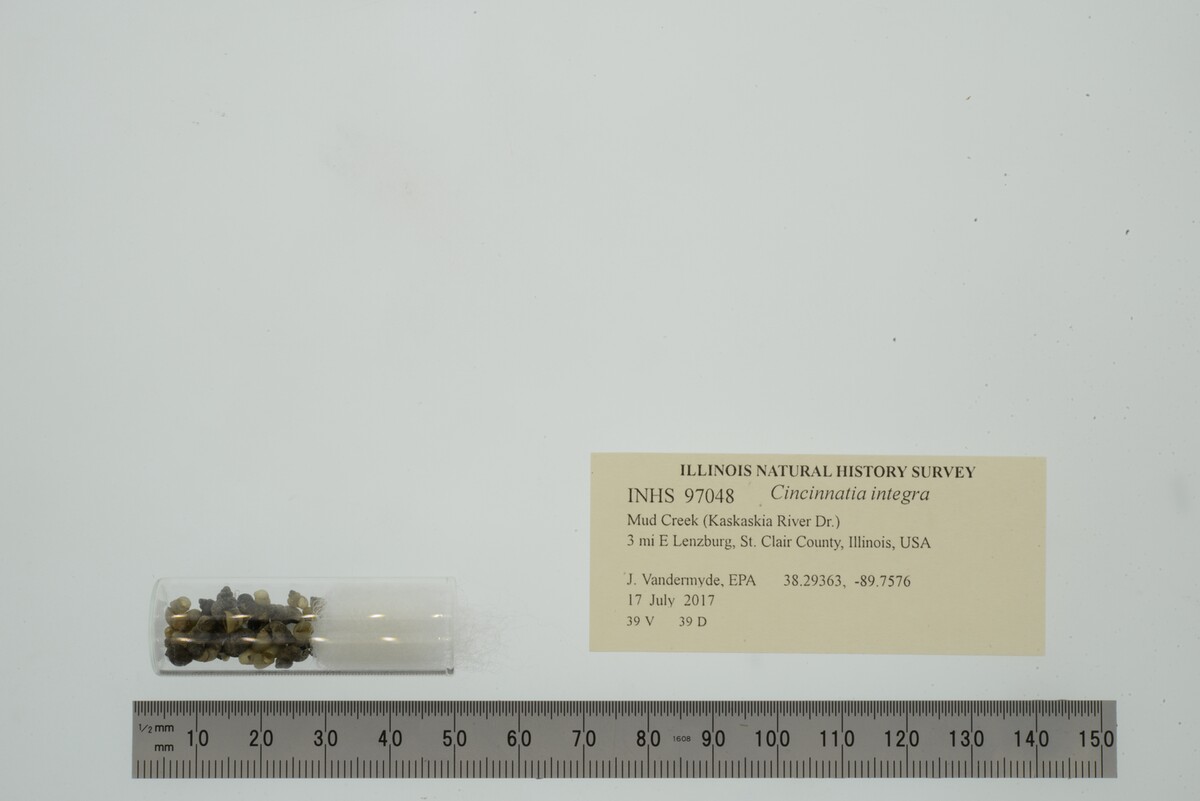 Cincinnatia integra image