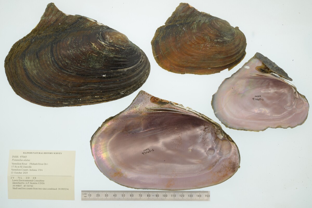 Potamilus alatus image