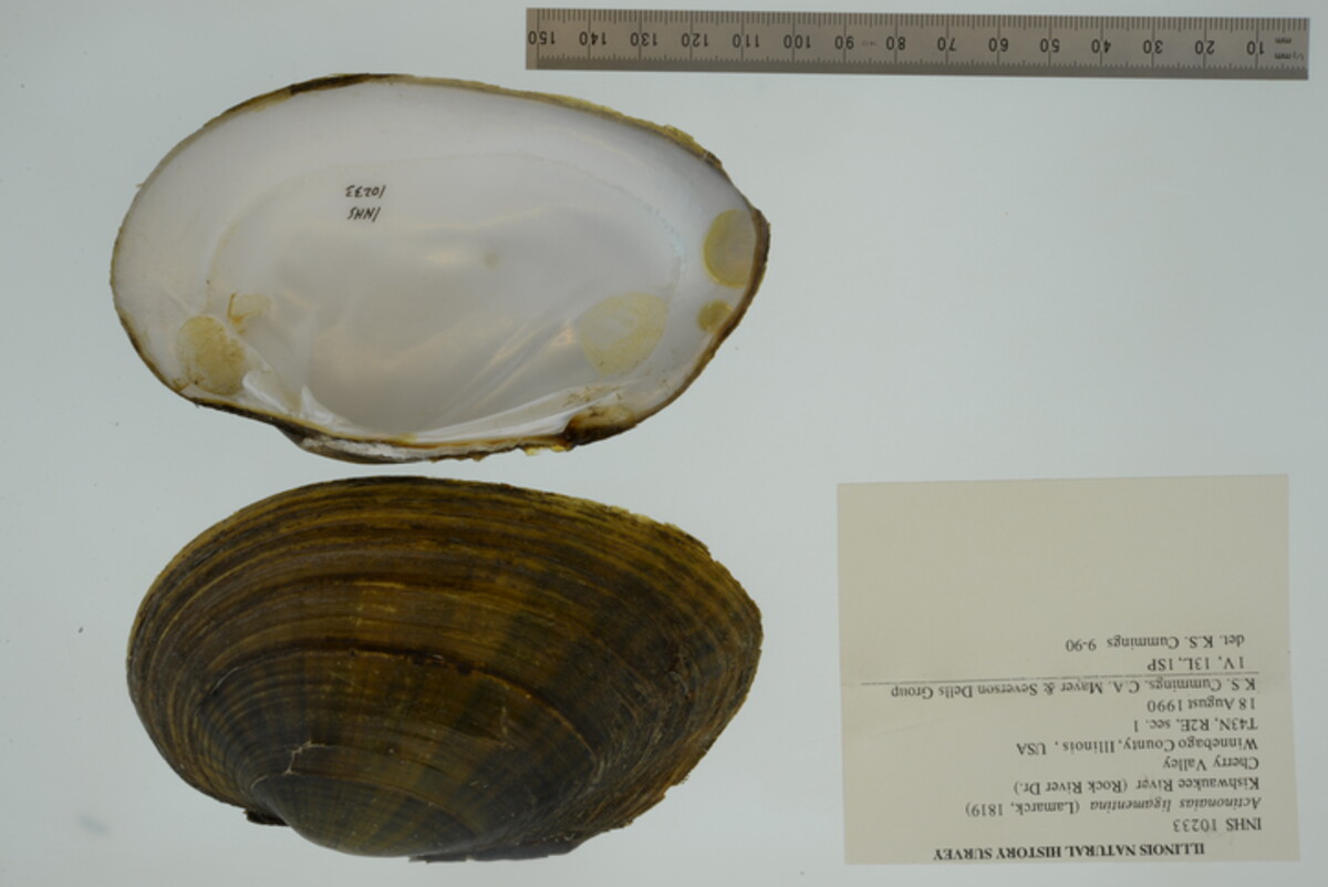 Ortmanniana ligamentina image