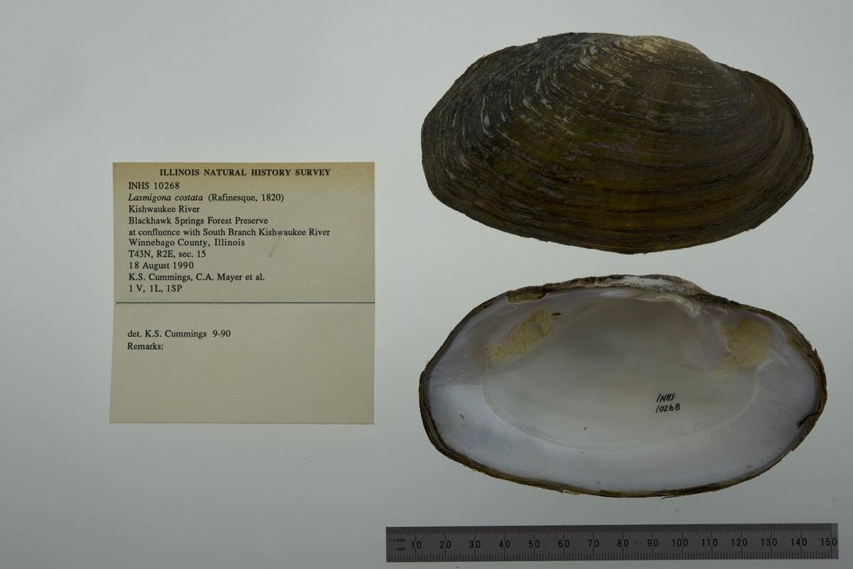 Lasmigona costata image