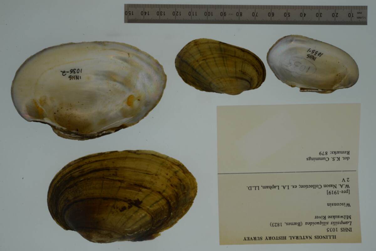 Lampsilis siliquoidea image