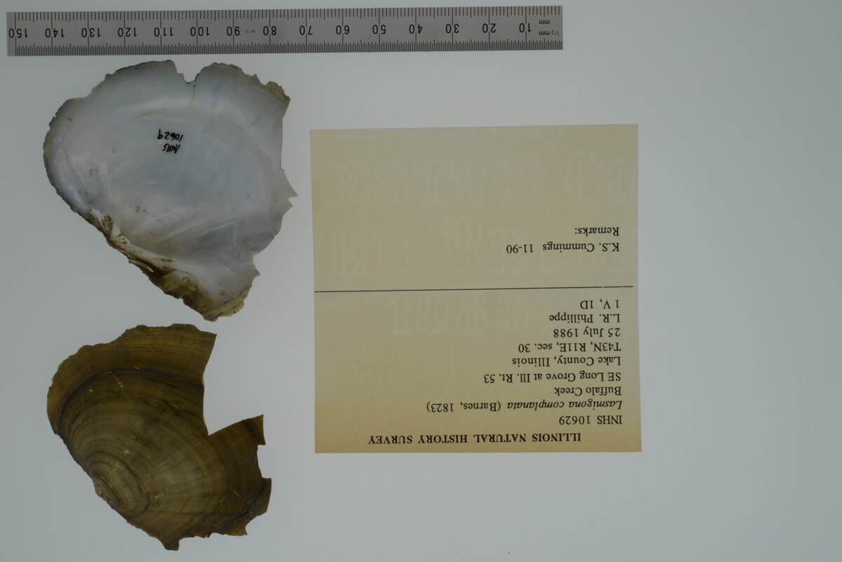 Lasmigona complanata image