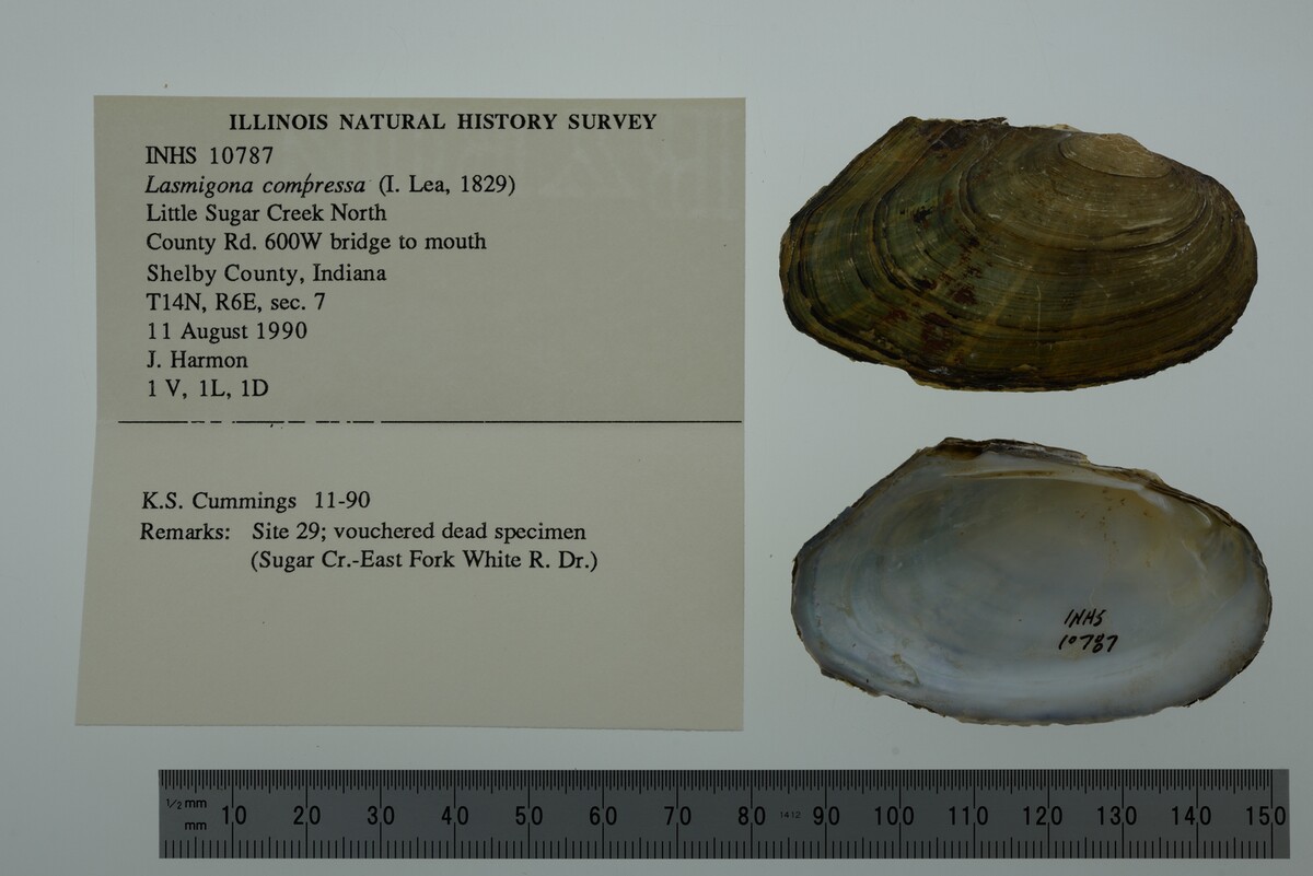 Lasmigona compressa image