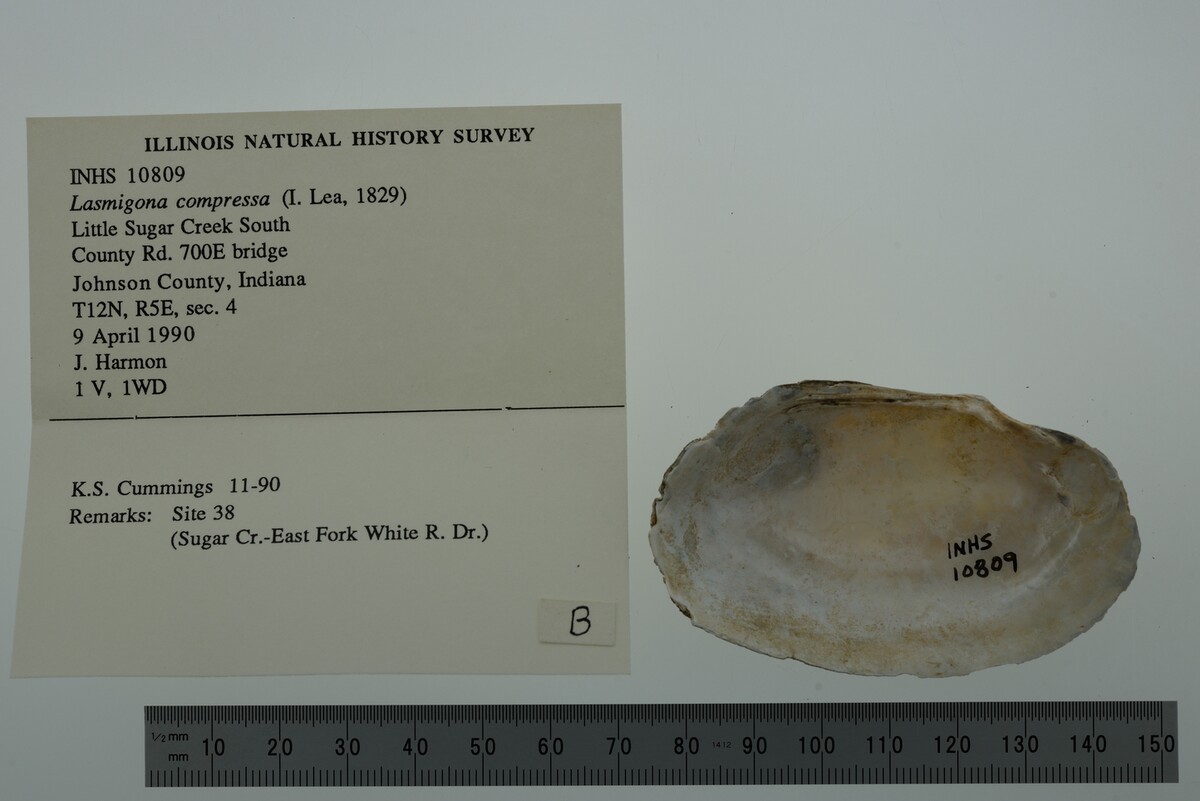 Lasmigona compressa image