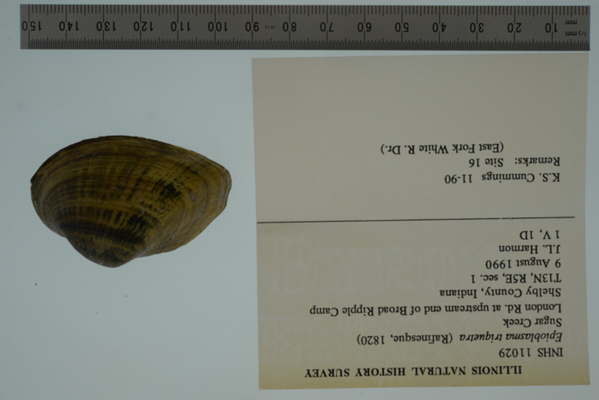 Epioblasma triquetra image