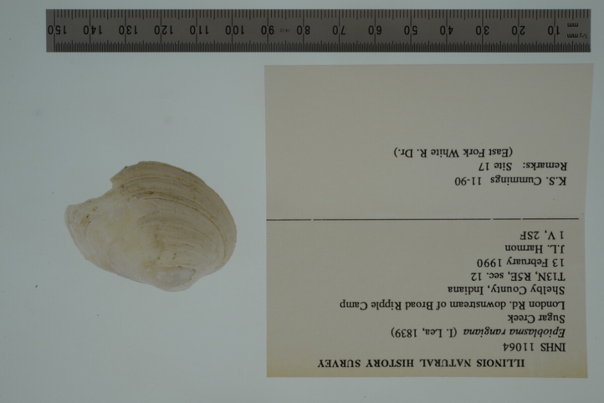 Epioblasma rangiana image