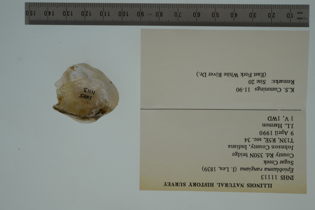 Epioblasma rangiana image