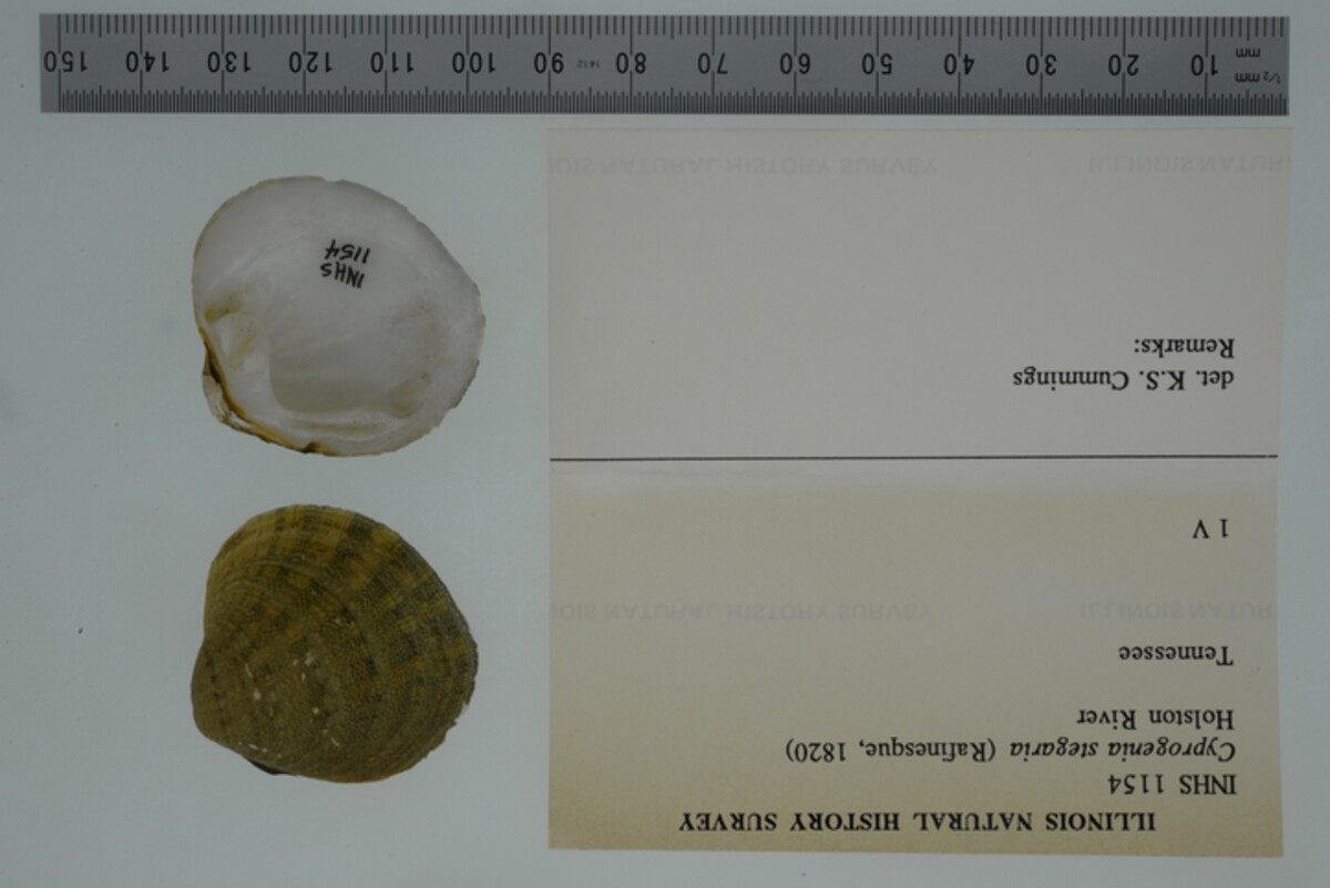 Cyprogenia stegaria image