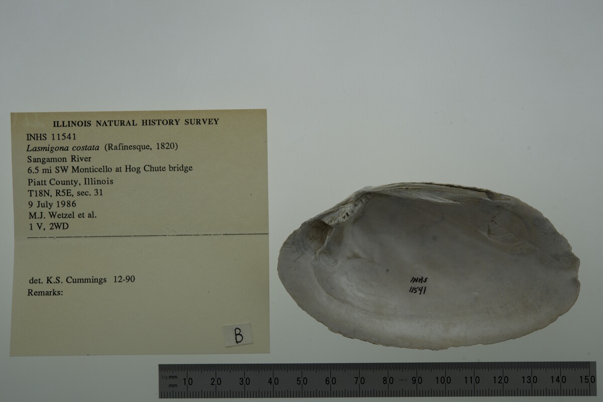 Lasmigona costata image