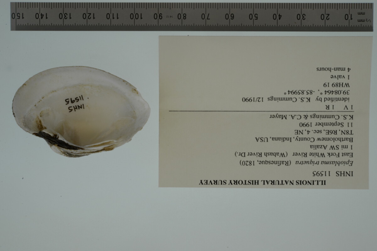 Epioblasma triquetra image