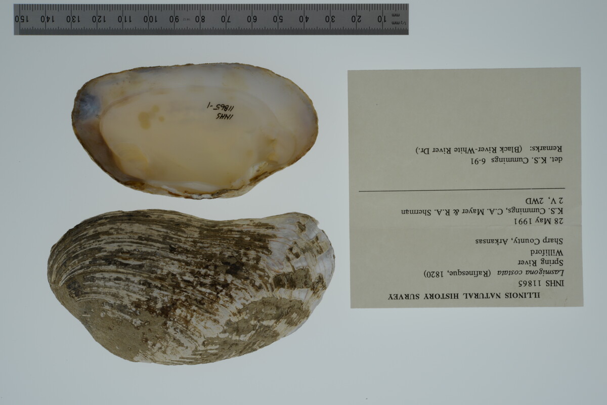 Lasmigona costata image