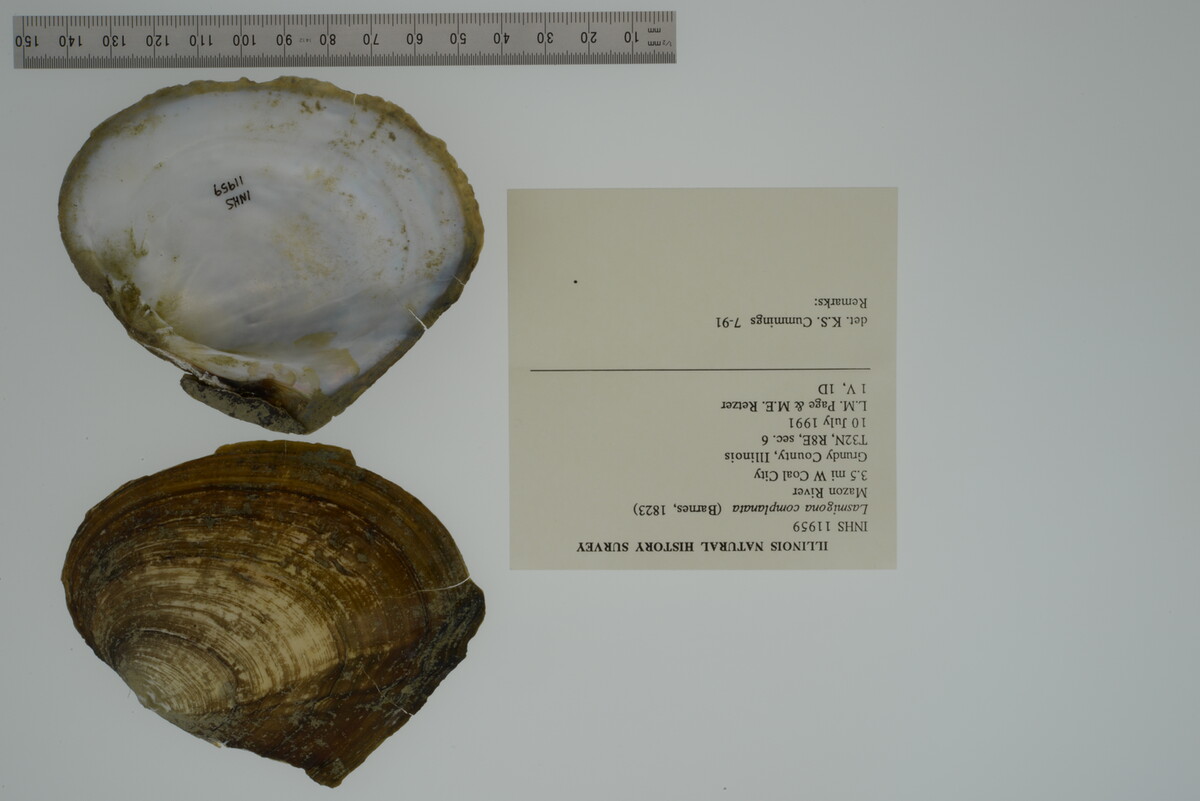Lasmigona complanata image