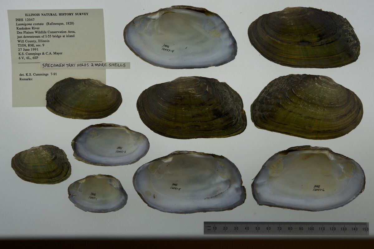 Lasmigona costata image