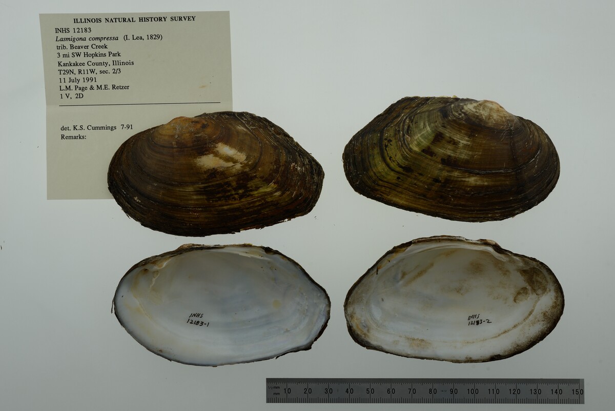 Lasmigona compressa image