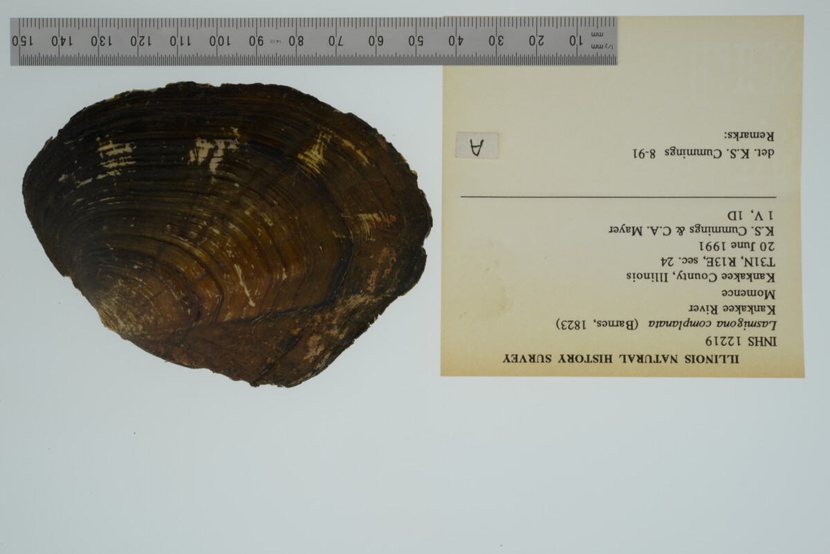 Lasmigona complanata image