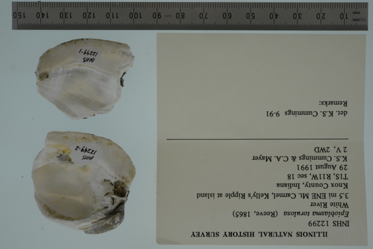 Epioblasma torulosa image