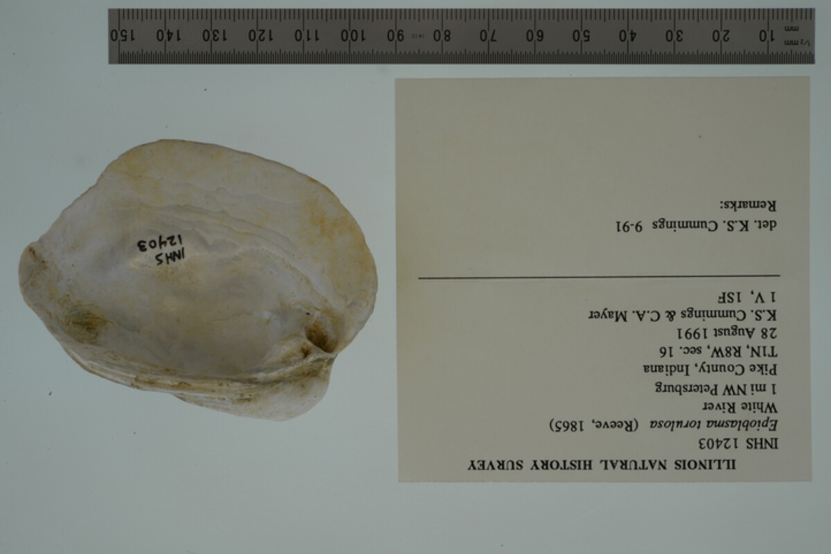 Epioblasma torulosa image