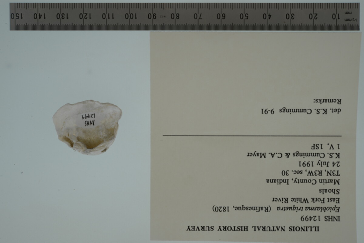 Epioblasma triquetra image