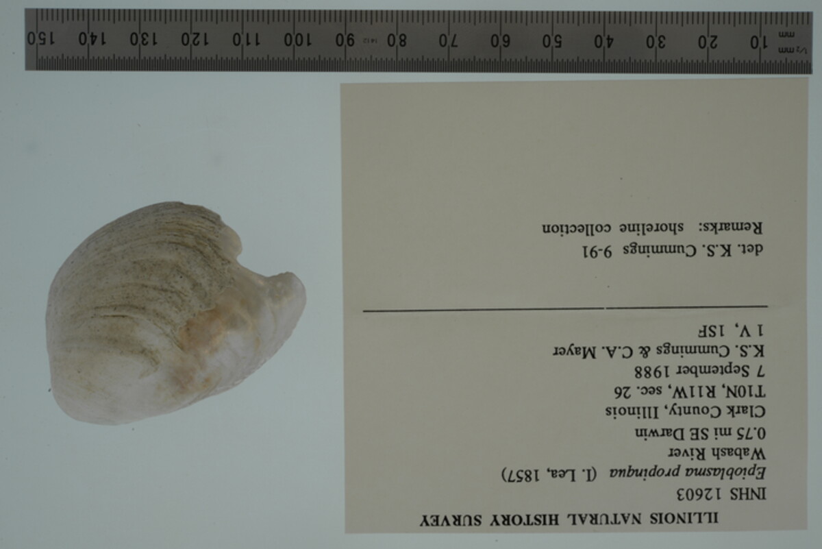 Epioblasma image