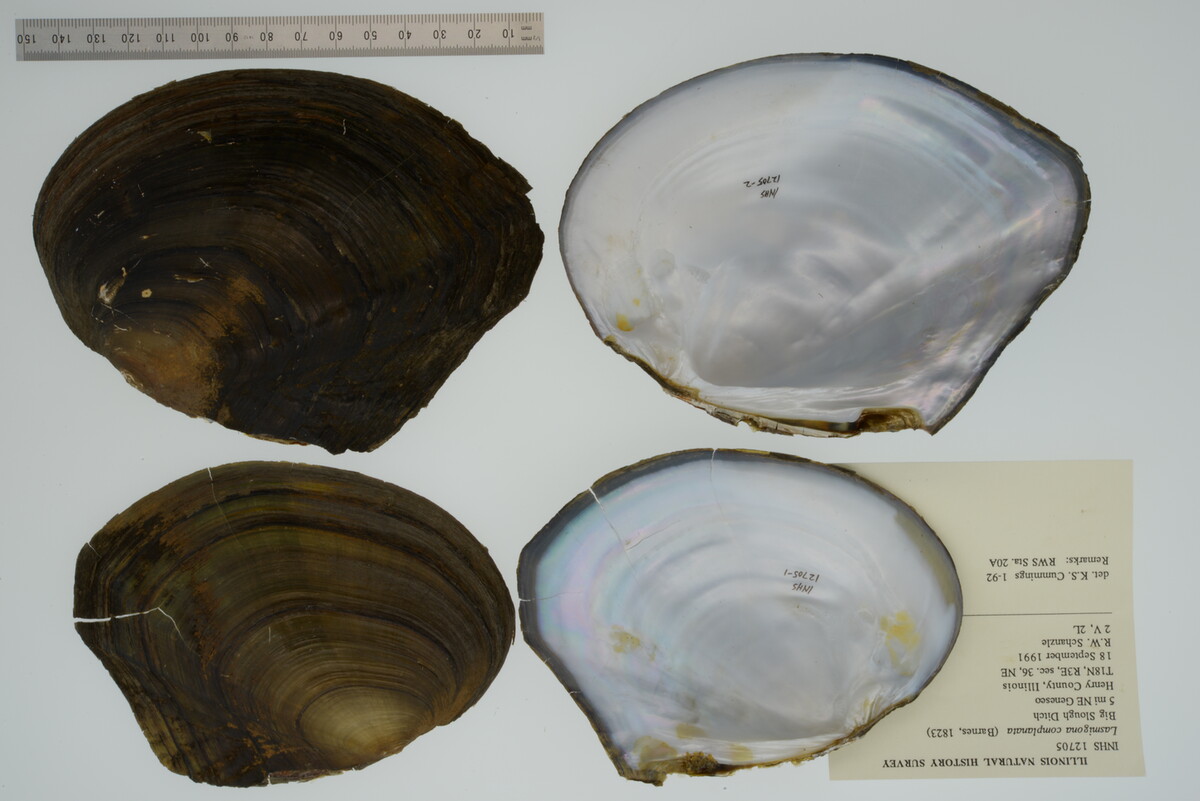 Lasmigona complanata image