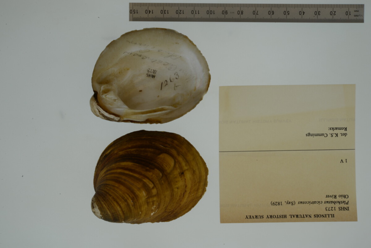 Plethobasus cicatricosus image