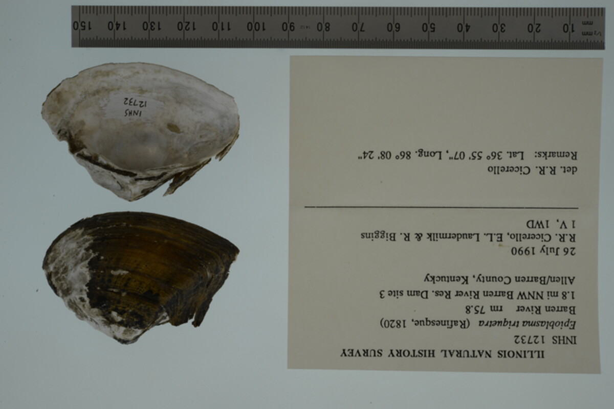 Epioblasma triquetra image
