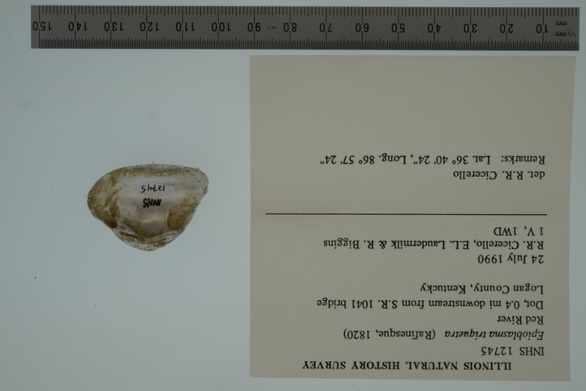 Epioblasma triquetra image