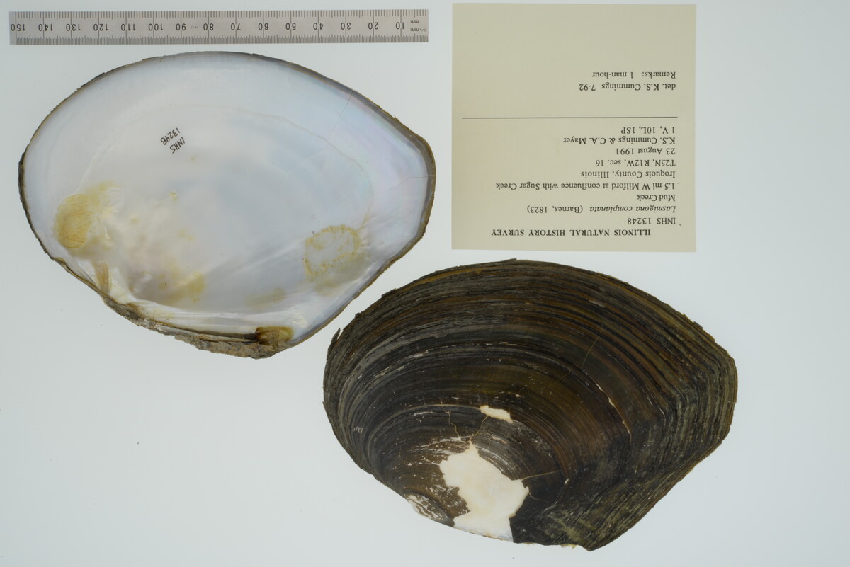 Lasmigona complanata image