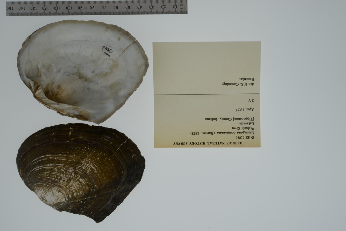 Lasmigona complanata image