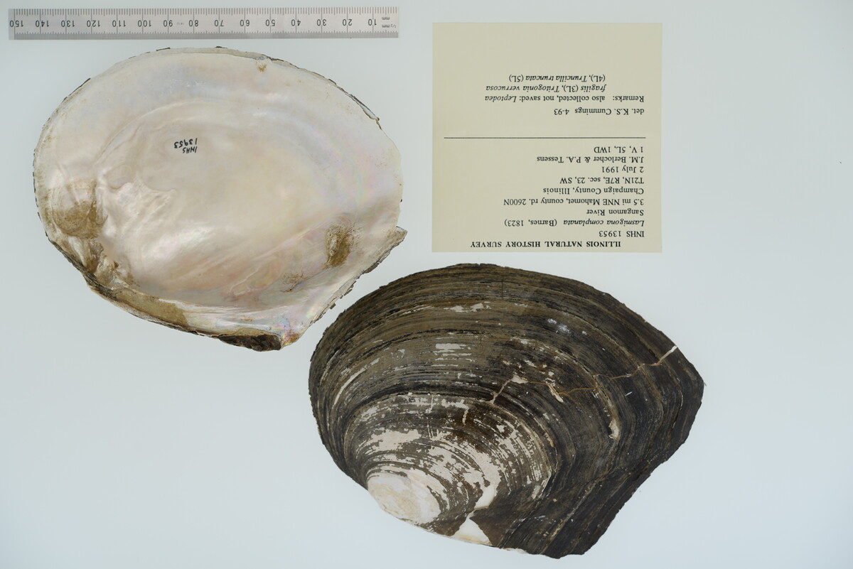 Lasmigona complanata image