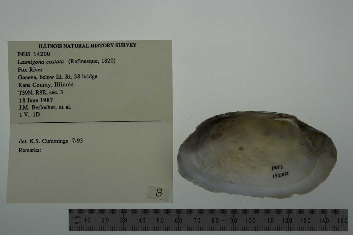 Lasmigona costata image