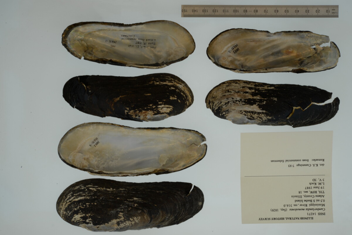 Margaritifera monodonta image