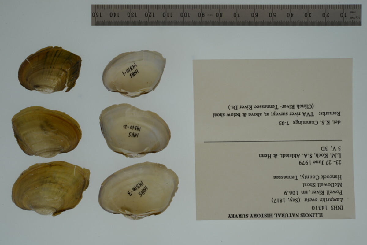 Lampsilis ovata image