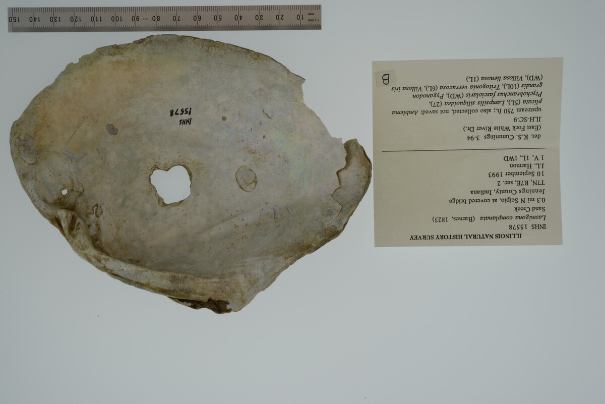 Lasmigona complanata image