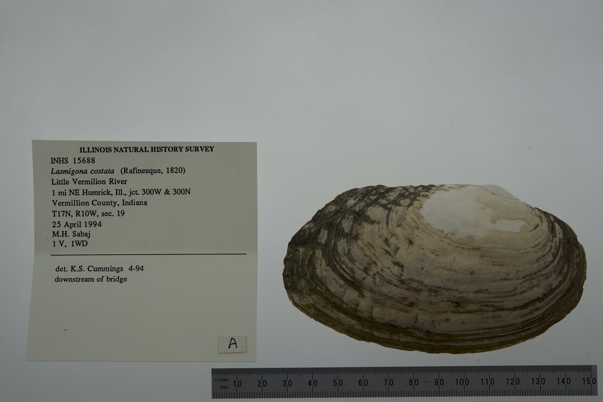 Lasmigona costata image