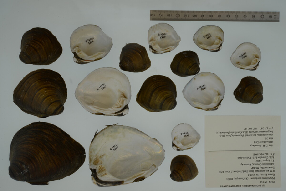 Pleurobema cordatum image