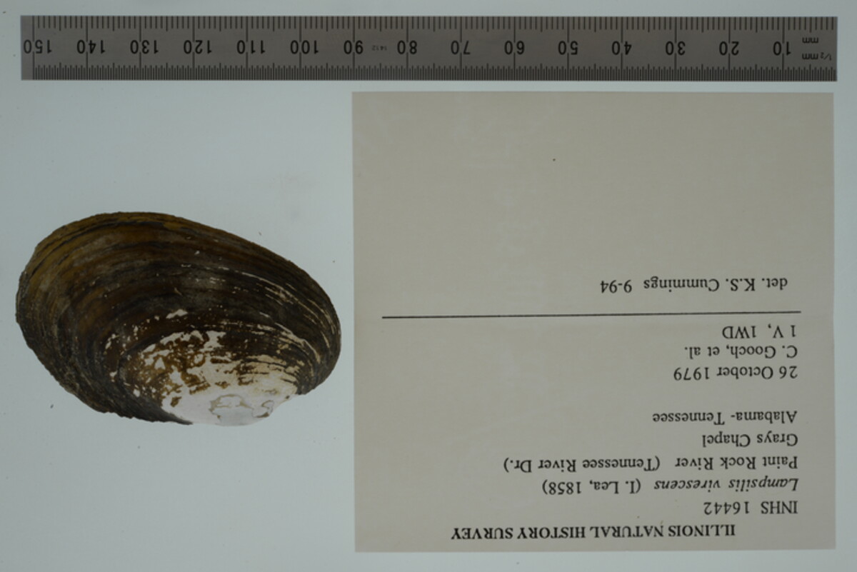 Lampsilis virescens image