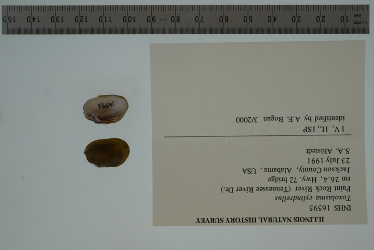 Toxolasma cylindrellus image