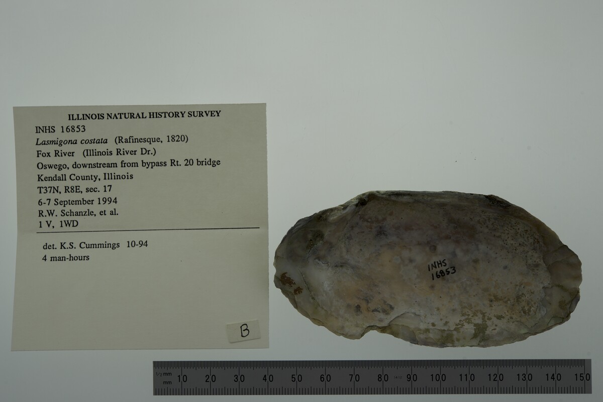 Lasmigona costata image